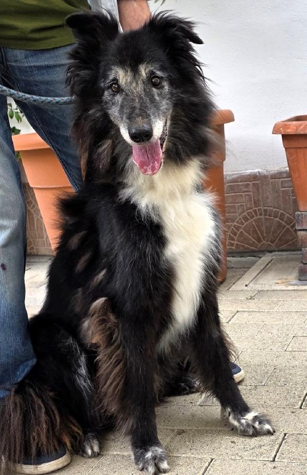 Ringo Tipo Collie